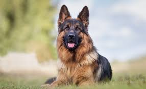 German shepherd in Hong Kong allegedly tests positive for COVID-19
